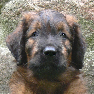 Djamila