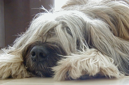 Cassola