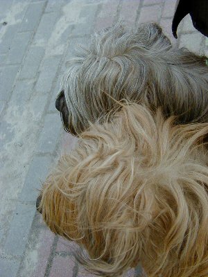 Cassola und Aimee