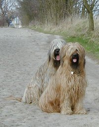 Cassola und Aimee