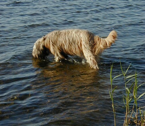 Cassola badet
