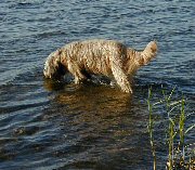 Cassola im Wasser