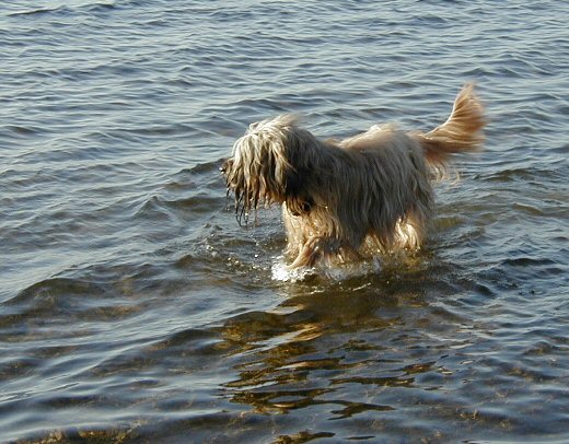Cassola badet