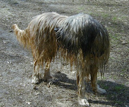 Cassola badet