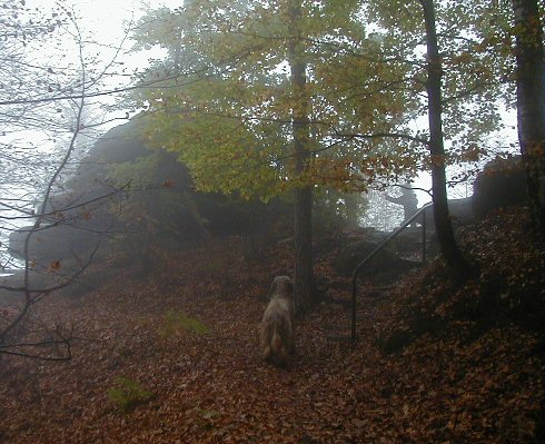 Cassola im Elbsandsteingebirge