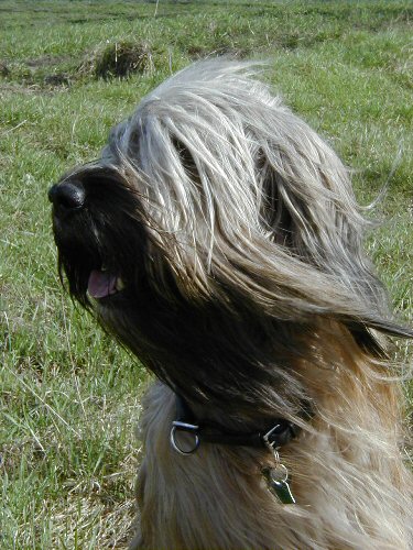 Cassola