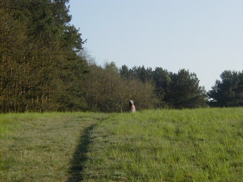 Cassola