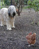 Cassola und Huhn