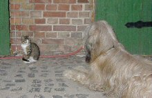 Cassola und Katze