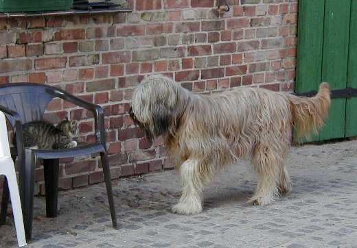 Cassola und Katze