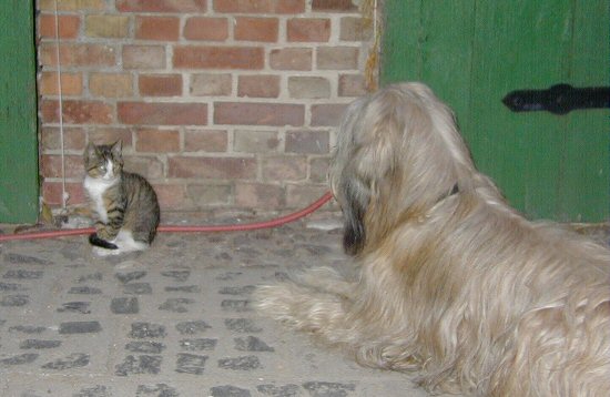 Cassola und Katze