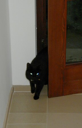Cassola und Katze