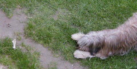 Cassola mit Knochen