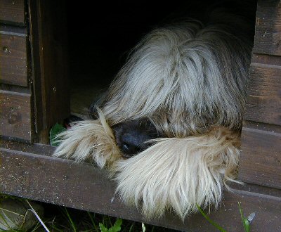 Cassola phlegmatisch