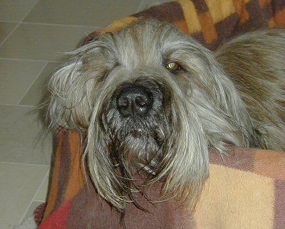 Cassola phlegmatisch