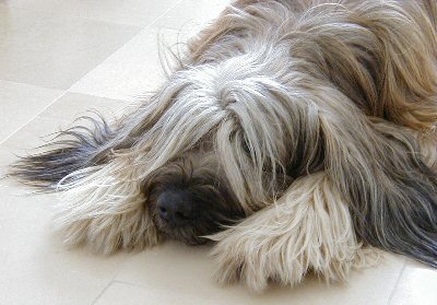 Cassola phlegmatisch