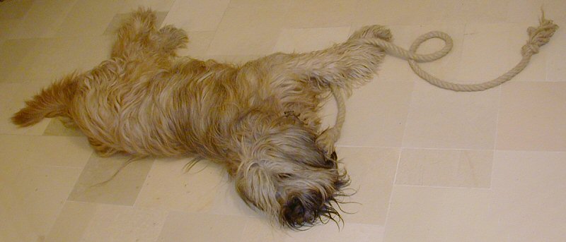 Cassola mit Zottelseil