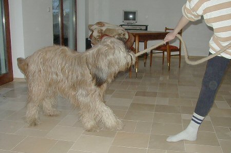 Cassola mit Zottelseil