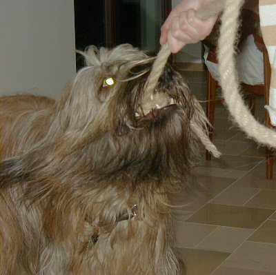 Cassola mit Zottelseil