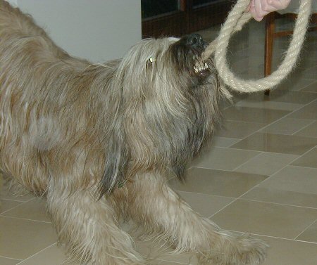 Cassola mit Zottelseil