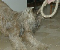 Cassola mit Zottelseil