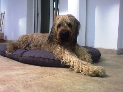 im Hundekorb