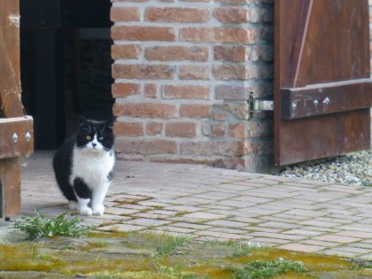 Katze 3