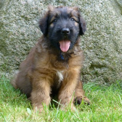 Dunkelblau Gavroche