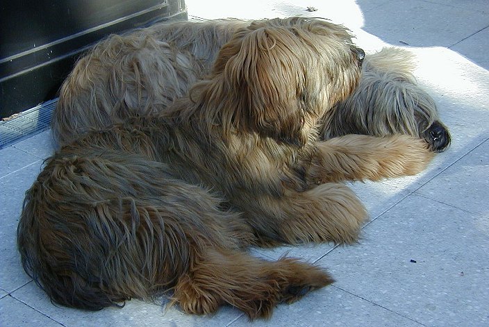 Tedesca und Cassola