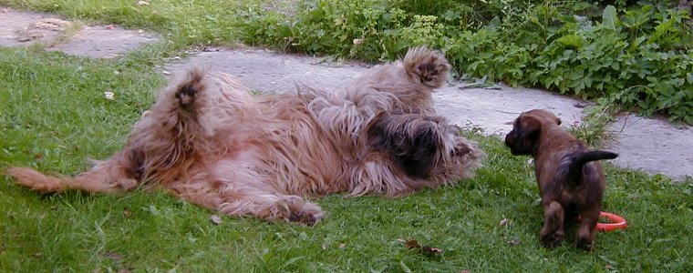 Tedesca