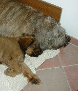 Tedesca und Cassola auf der Decke