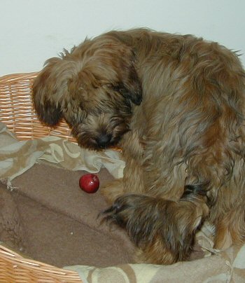 Tedesca