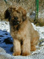 Tedesca im Schnee