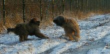 Cassola weist Tedesca zurecht