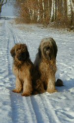 Cassola und Tedesca im Schnee