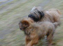 Cassola und Tedesca rennen